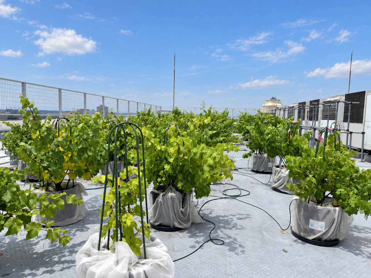 都市の屋上で鉢植えのぶどうが育つイメージ